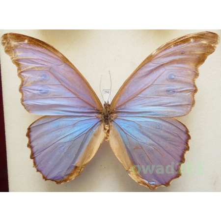 Morpho godartii Guérin-Méneville, 1844 Peru 140mm29d